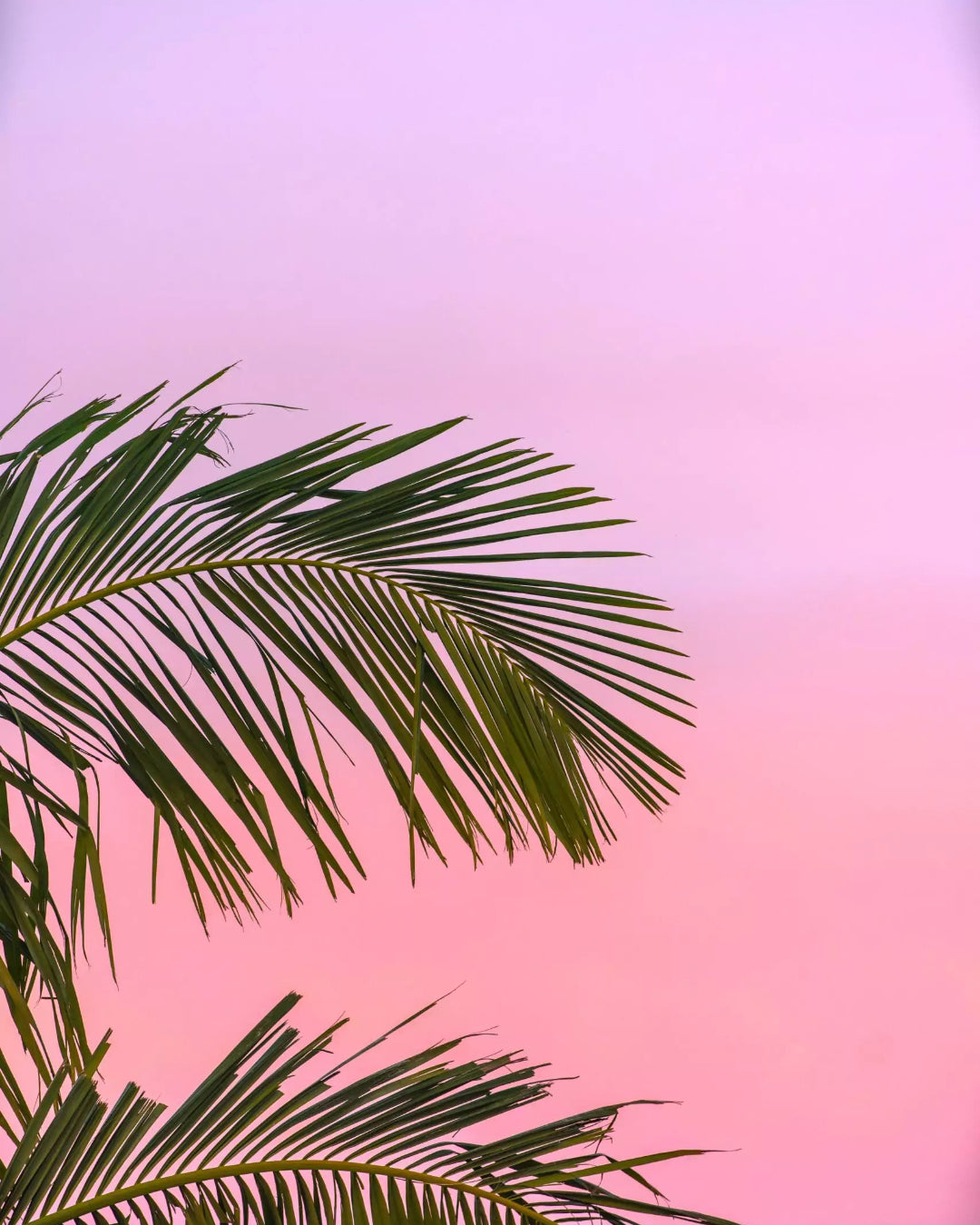 Our Top Three Signature Blends for Summer